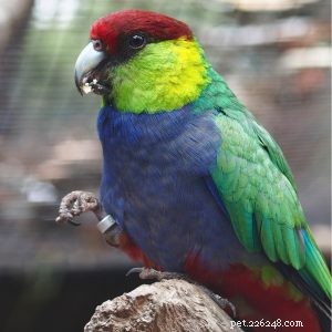 Papagaio-de-cabeça-vermelha