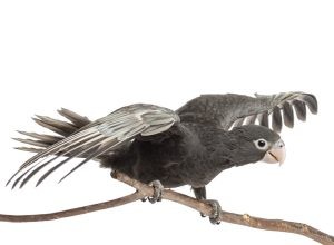 바사 앵무새