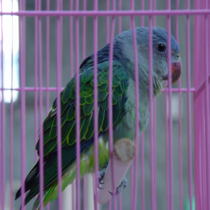 Blårumpad papegoja