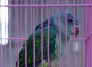 Modrý papoušek hrbolatý