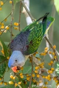 Modrý papoušek hrbolatý