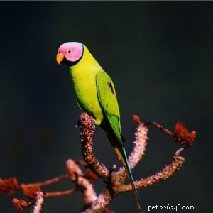 Цветоносный попугай