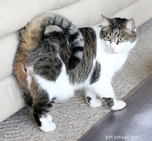 Americká Ringtail Cat