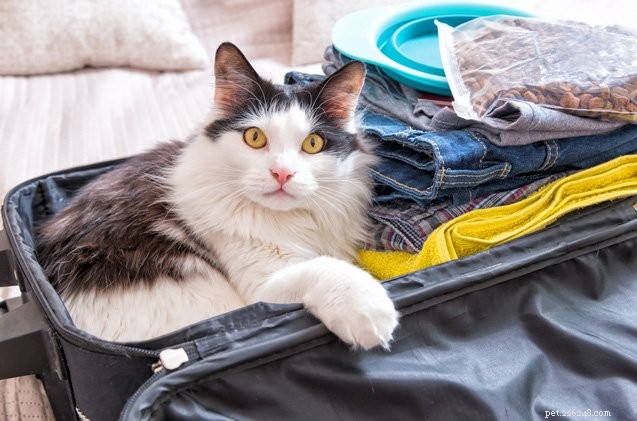 Prodotti indispensabili che rendono più facile viaggiare con il tuo gatto
