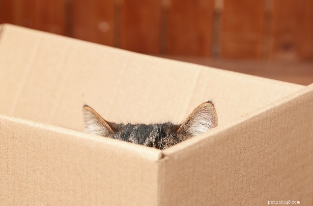 Por que os gatos gostam de caixas?