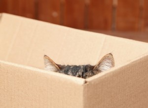 なぜ猫は箱が好きなのですか？ 