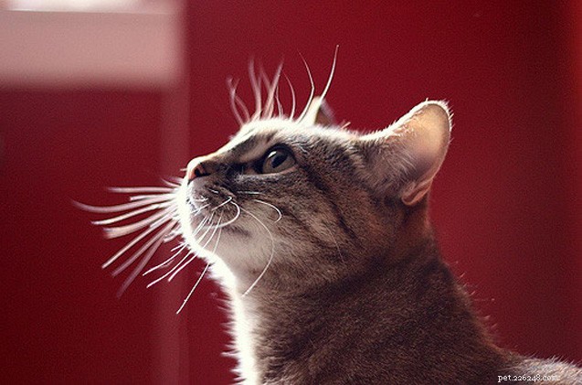 Co je únava kočičích vousů?