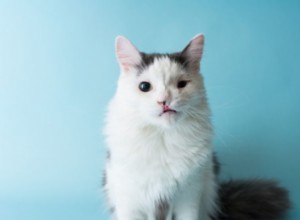 고양이 구개열에 대한 기본사항