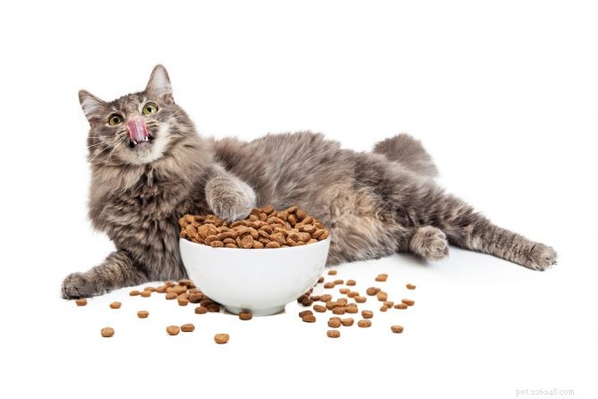 Melhores alimentos dietéticos para gatos