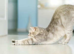 猫とそのすべてのストレッチとは何ですか？ 