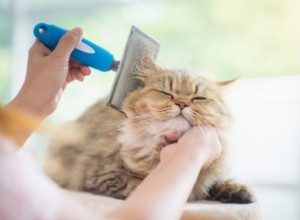 最高の猫のヘアブラシ 