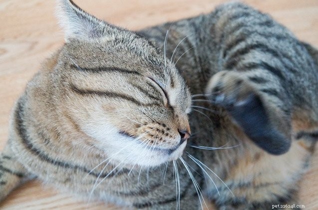 5 kattenhuidaandoeningen die u moet kennen