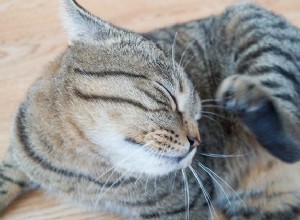 당신이 알아야 할 5가지 고양이 피부 상태