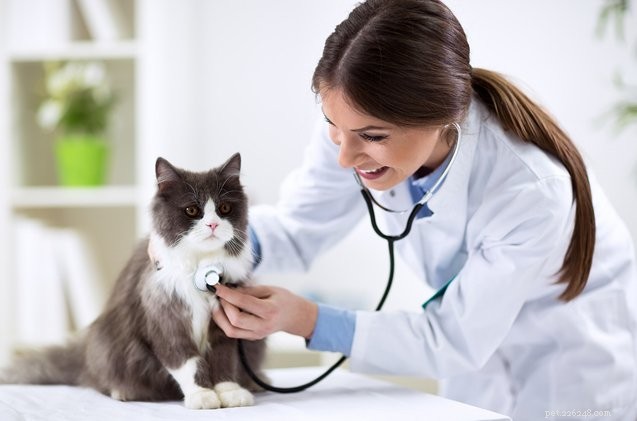 3 veterinární testy, které by měla podstoupit každá nová kočka