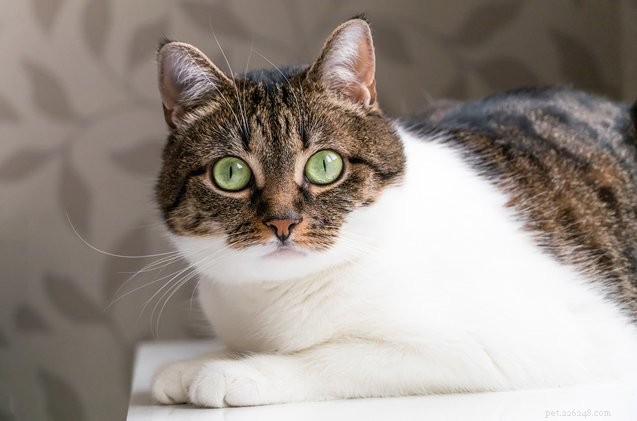 Een korte handleiding voor oogverzorging bij katten