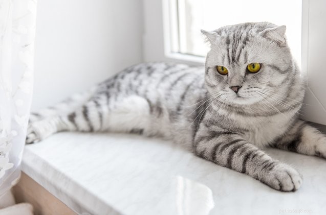 Co byste měli vědět o pankreatitidě koček