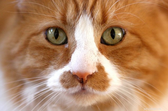Studie:Din katt tycker att du är ganska speciell!