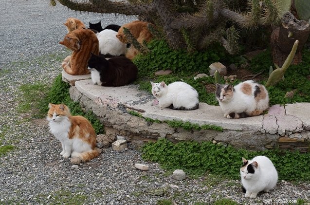 5 úžasných programů kastrování a divokých koček