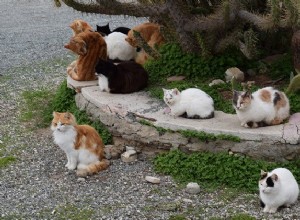 5가지 뛰어난 중성화 및 중성 고양이 프로그램