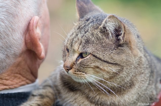 Katter i knä skydd Djur ger äldre medborgare särskild kärlek