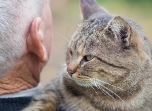 Kočky na kolech Zvířata v útulku přinášejí seniorům zvláštní lásku