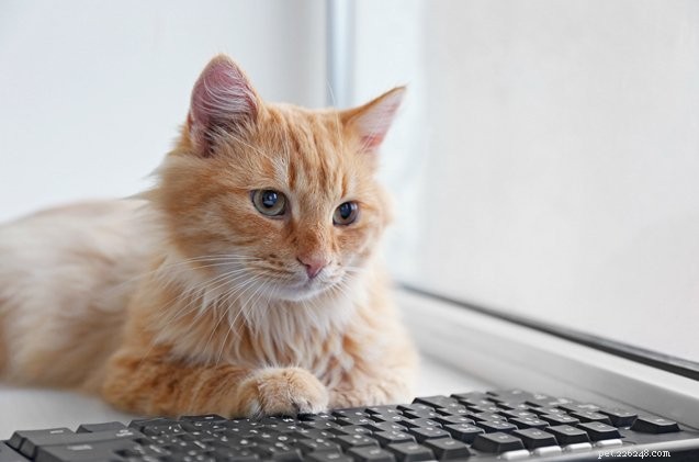 5 principais recursos on-line para donos de gatos
