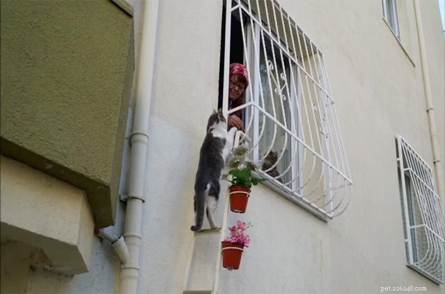 トルコの女性は、猫が寒さからやって来るための窓にはしごを作ります 