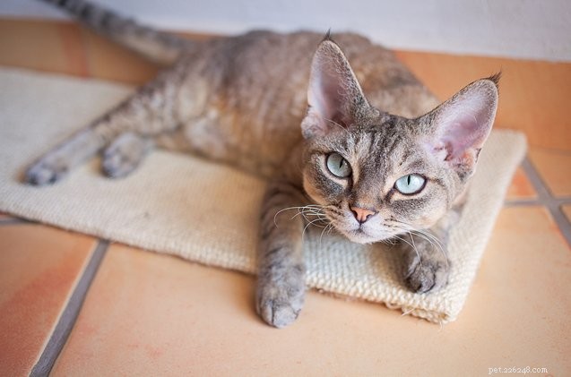 Jehly a jehly:Funguje akupunktura pro kočky?