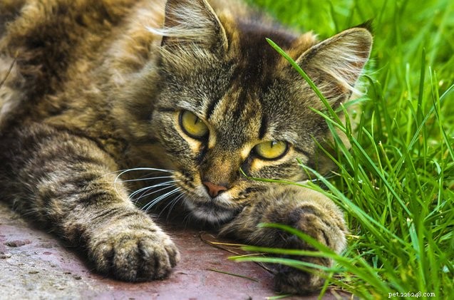 Ce que vous devez savoir sur le ver du cœur chez les chats