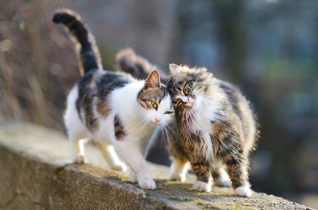 ASPCA сотрудничает с Фондом Мэдди для поддержки «Million Cat Challenge»