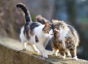 ASPCA сотрудничает с Фондом Мэдди для поддержки «Million Cat Challenge»