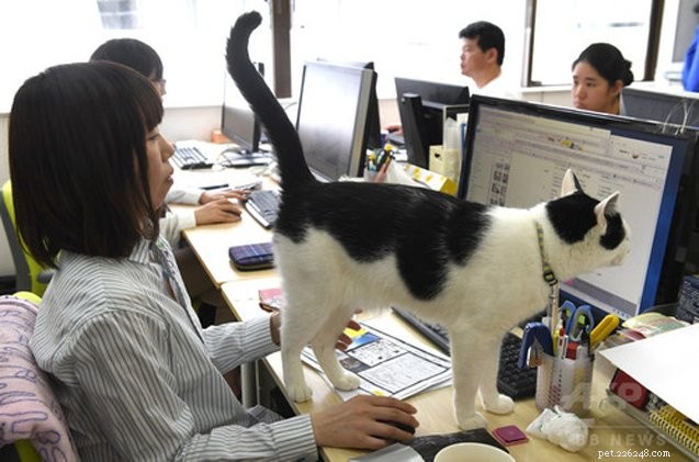 猫は彼らがいるボスのように日本のITオフィスを運営しています 
