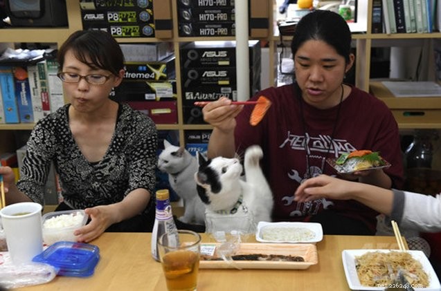 고양이가 일본 IT 사무실을 주인처럼 운영합니다