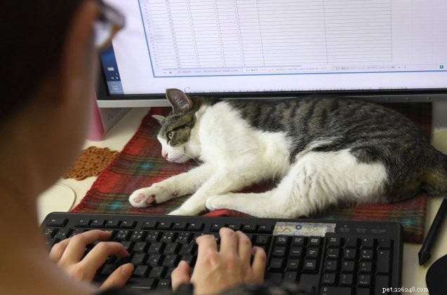 Kočky provozují japonské IT kanceláře jako šéfové, jakými jsou