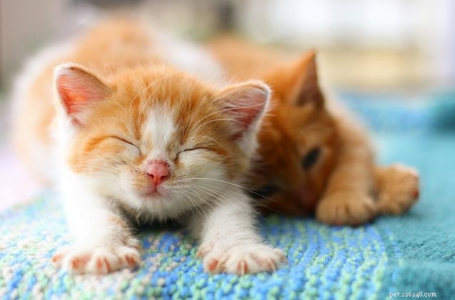 연구:고양이 발톱 제거는 행동에 장기적인 영향을 미칩니다