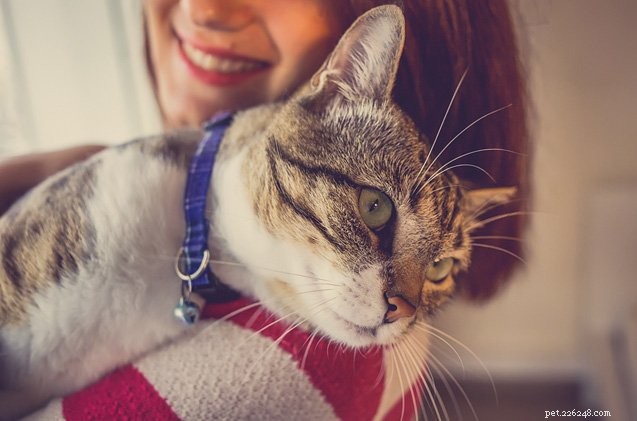 Clínica veterinária de Dublin ocupada procura afago de gato experiente