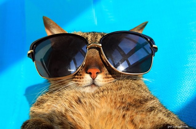5 způsobů, jak udržet vaši kočku v pohodě letos v létě