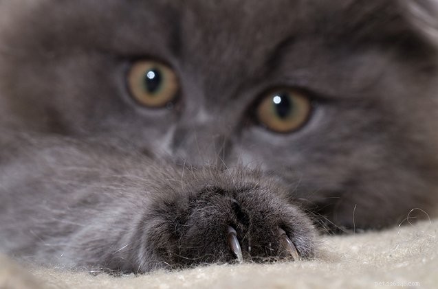 Cos è la febbre da graffi di gatto e come evitare di essere infettati?