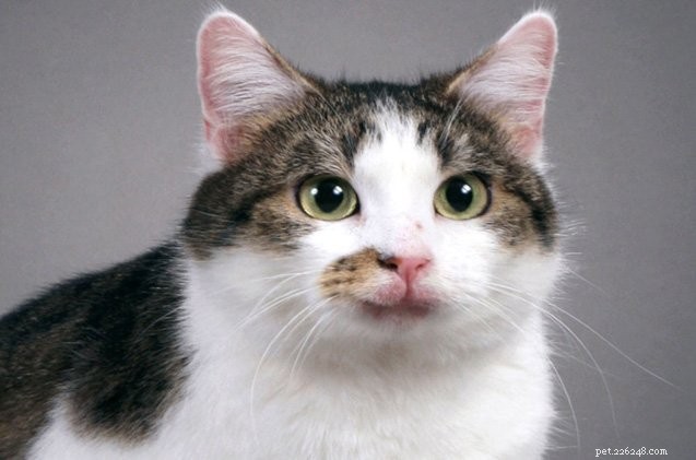 最初のクローン猫が15歳の誕生日を祝う 