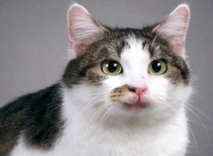 La première chatte clonée fête son 15e anniversaire