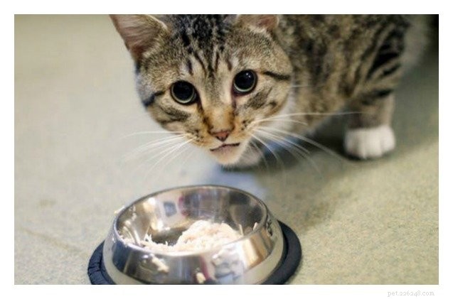 ニューハンプシャー州議会議員は、FIVの猫を養子にすることができるかどうかを決定します 