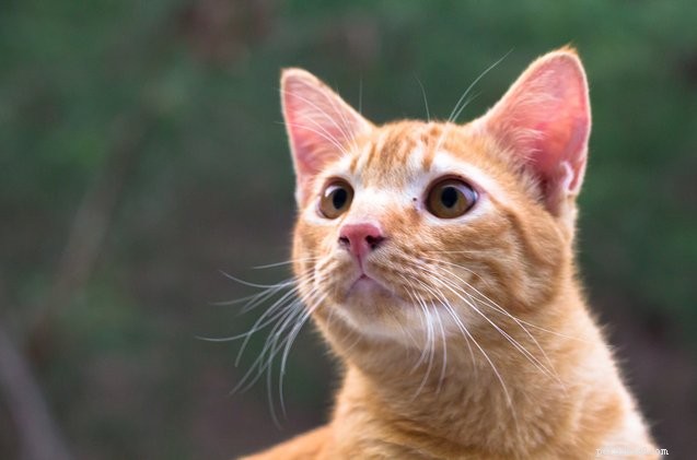 Como ajudar um gato semi-feral a se acostumar com a vida dentro de casa