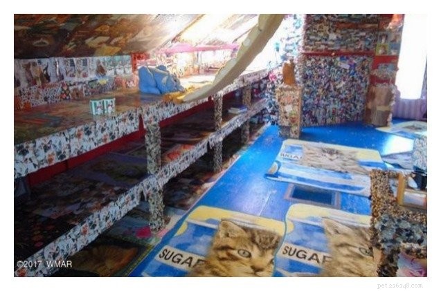 Non puoi non vedere questa pazza casa con decorazioni per gatti da parete a parete [Video]