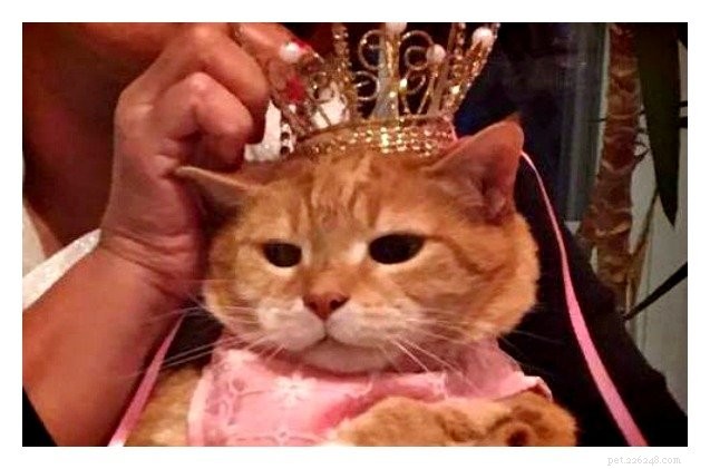 La principessa della figa festeggia il compleanno con la gatta Quinceanera