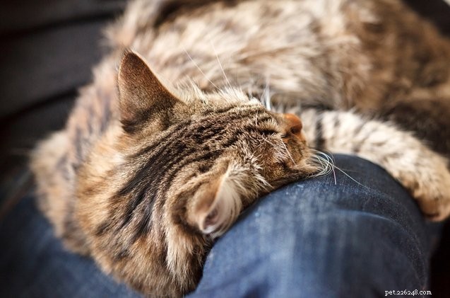 10 nejlepších koček, které potřebují objetí