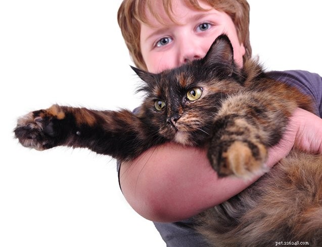 Top 10 katten die een knuffel nodig hebben