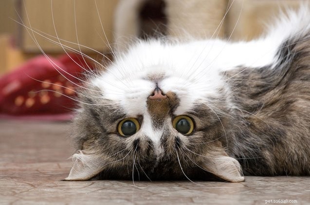 고양이의 지저귐이 당신에게 치유 효과를 줄 수 있습니까?