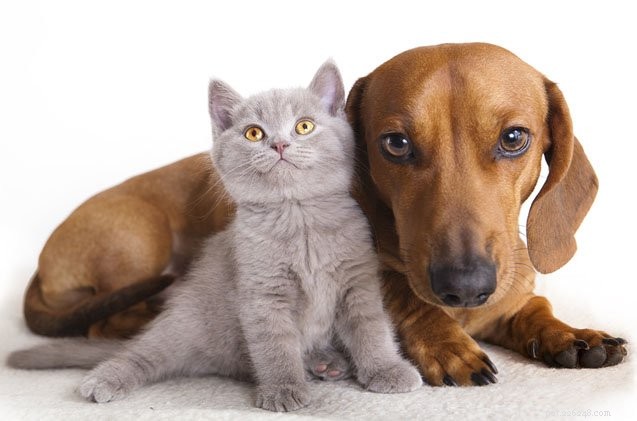 미스터리 해결:고양이 품종은 비슷해 보이지만 개 품종은 그렇지 않은 이유