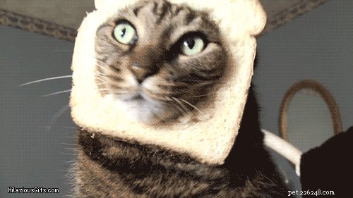 고양이 빵은 얇게 썬 빵 이후로 최고입니다!