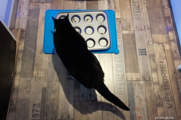 Come impedire a un gatto avido di scarfare il cibo